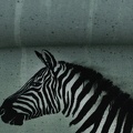 081227-100267-wild-zebra-thorsten-berger-ballen