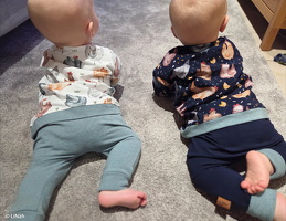 LiNaeh Chicken  778010 778597 Vanessa 596 Vanessa-mel Heike-mel 1742 (1)